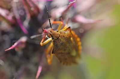 <i>Carpocoris purpureipennis</i>