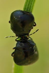 <i>Coptosoma scutellatum</i>