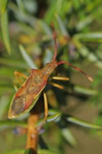 <i>Gonocerus juniperi</i>