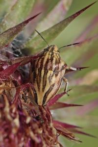 <i>Odontotarsus purpureolineatus</i>