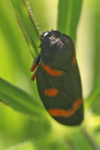 <i>Cercopis intermedia</i>