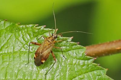 <i>Closterotomus fulvomaculatus</i>