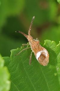 <i>Coriomeris hirticornis</i>