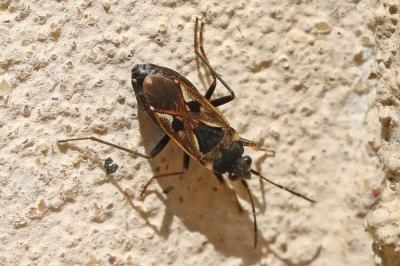 <i>Rhyparochromus vulgaris</i>