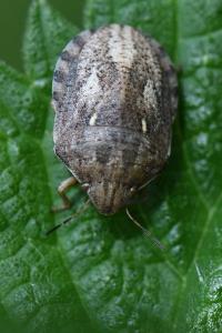 <i>Eurygaster maura</i>