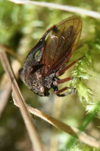 <i>Centrotus cornutus</i>