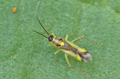 <i>Campyloneura virgula</i>