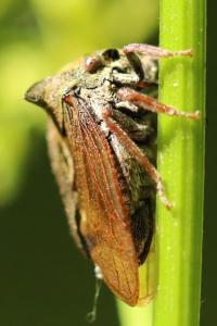 <i>Centrotus cornutus</i>