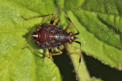 <i>Deraeocoris ruber</i>