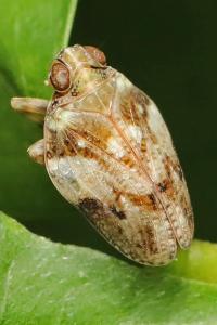 <i>Issus coleoptratus</i>