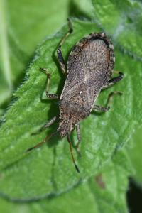 <i>Ceraleptus gracilicornis</i>