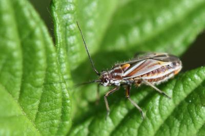 <i>Horistus orientalis</i>