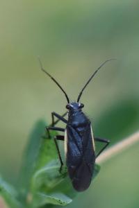 <i>Capsodes gothicus</i>