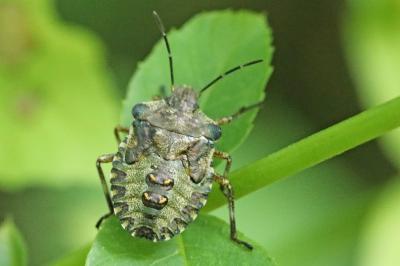 <i>Pentatoma rufipes</i>