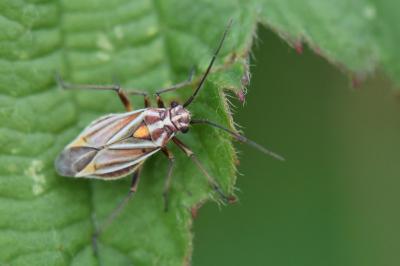 <i>Horistus orientalis</i>