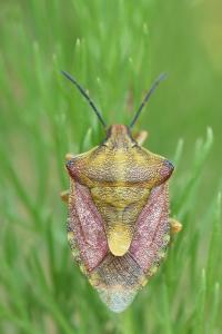 <i>Carpocoris purpureipennis</i>