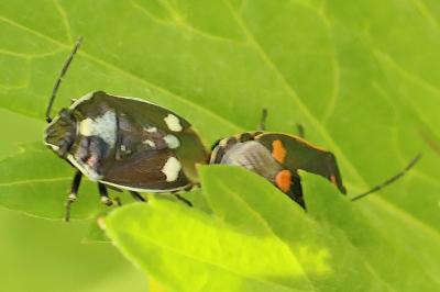 <i>Eurydema oleracea</i>