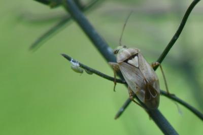 <i>Lygus pratensis</i>