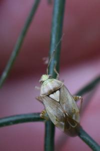 <i>Lygus pratensis</i>
