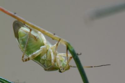 <i>Lygus pratensis</i>
