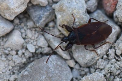 Gastrodes grossipes