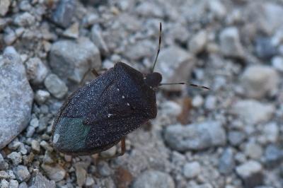Nezara viridula