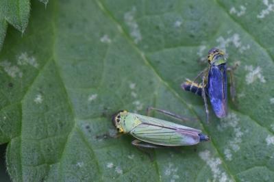 Cicadella viridis