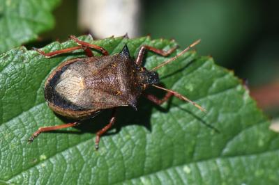 Picromerus bidens