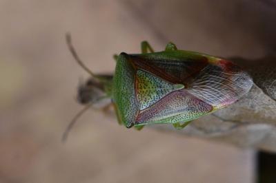 Elasmostethus interstinctus