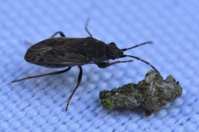 Peritrechus gracilicornis