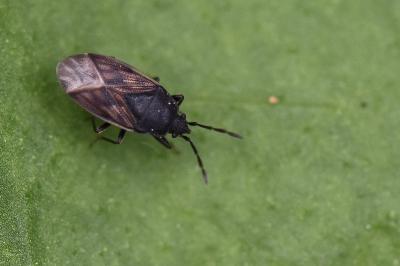 Drymus sylvaticus