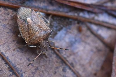 Peribalus strictus