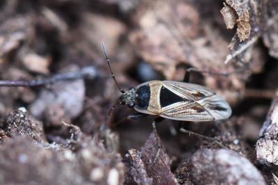 Xanthochilus quadratus