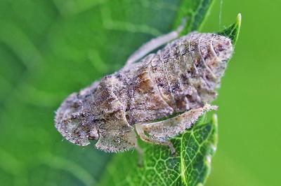 Ledra aurita