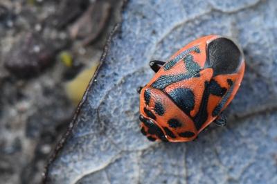 Eurydema ornata