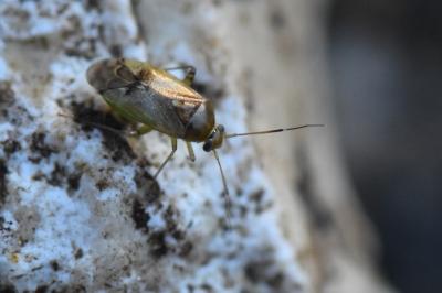 Pinalitus cervinus