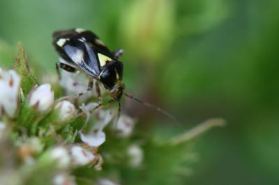 Liocoris tripustulatus