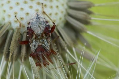 Rhopalus subrufus