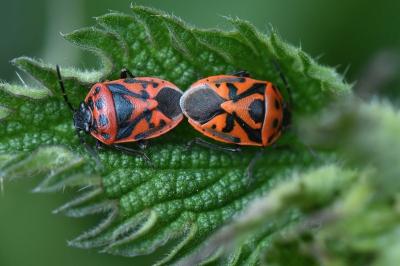 Eurydema ornata