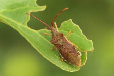 Gonocerus acuteangulatus