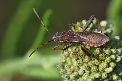 Camptopus lateralis