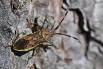 Gonocerus juniperi