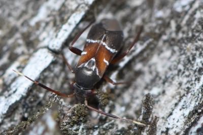 Pilophorus cinnamopterus