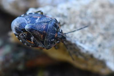 Holcogaster fibulata