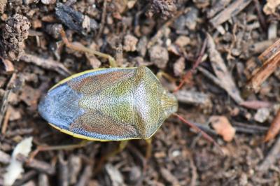 Piezodorus lituratus