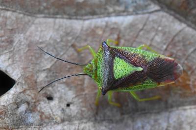 Acanthosoma haemorrhoidale