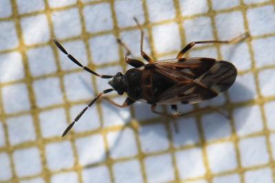 Scolopostethus decoratus