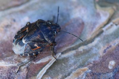 Holcogaster fibulata