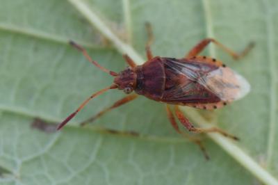 Stictopleurus abutilon