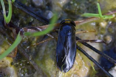 Corixa punctata